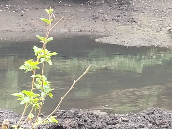 Gypsy Pond Park Picture 3