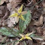 Congers Lake Trailway