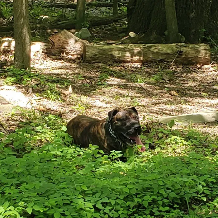 Kennedy Dells Dog Park Picture 3