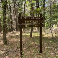 Eleanor Burlingham tree nursery ico