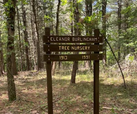 Eleanor Burlingham tree nursery
