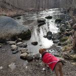 Dog Park