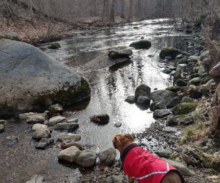 Dog Park