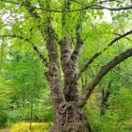 Brinton Brook Sanctuary