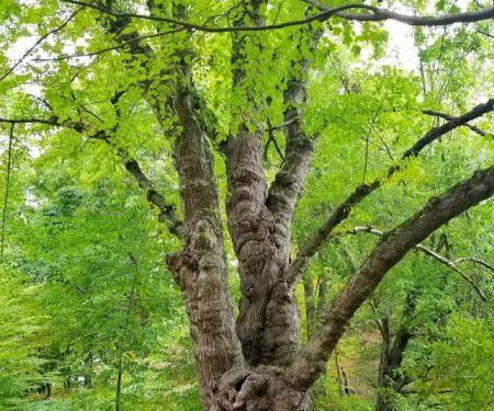 Brinton Brook Sanctuary