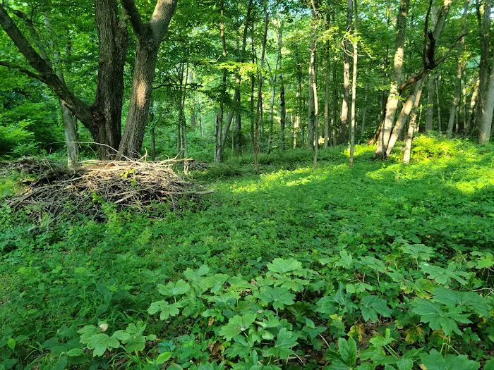 Brinton Brook Sanctuary Picture 3