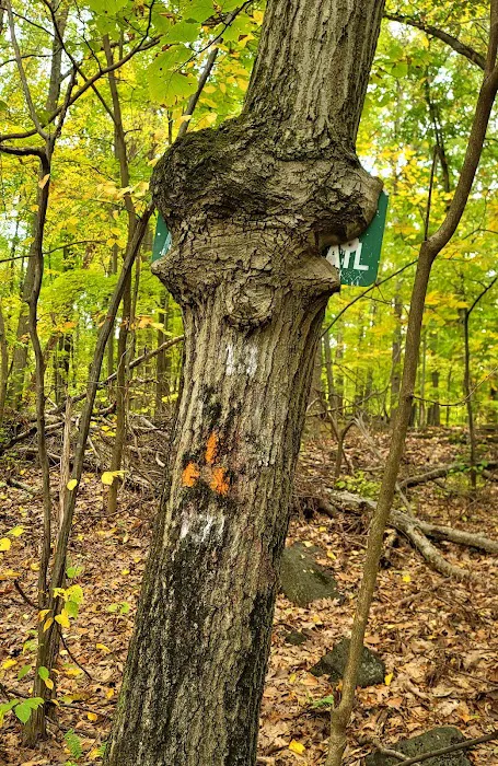 Blue Mountain Park Picture 10