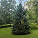 Gouveia Park