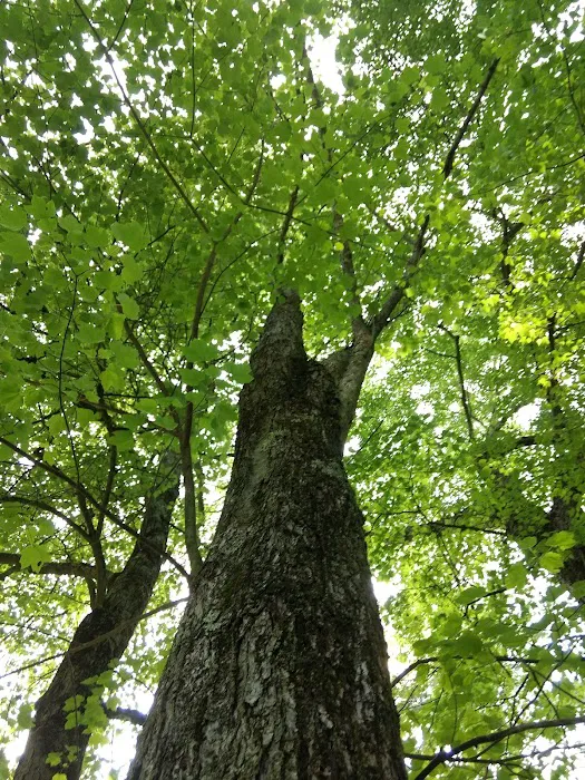 Downing Park Picture 10