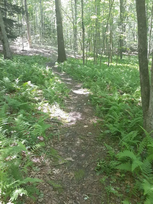 Eastwoods Preserve Picture 5