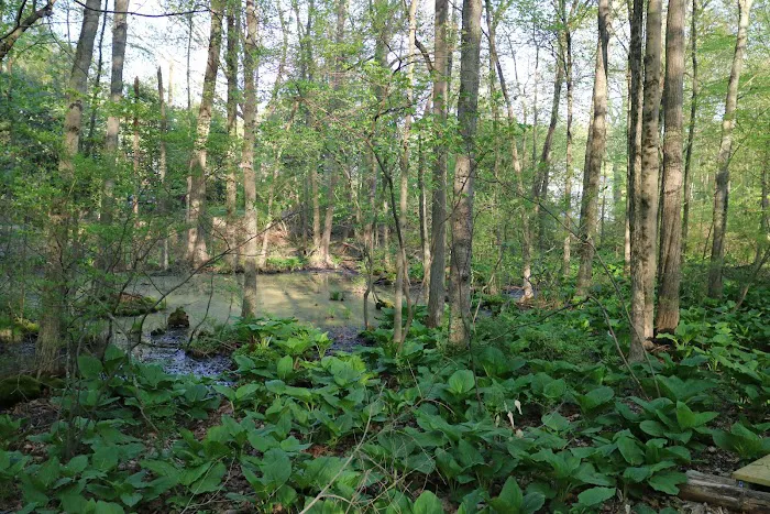 GreenLink Connector Trail (NCLT) Picture 6