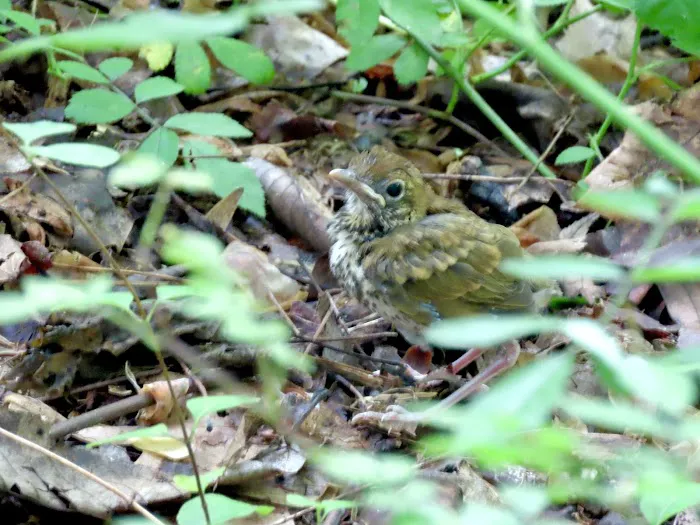 Bristow Sanctuary & Wildwood Preserve Picture 1