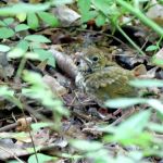 Bristow Sanctuary & Wildwood Preserve