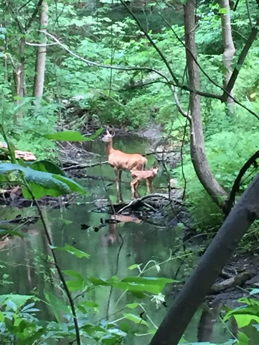 Bristow Sanctuary & Wildwood Preserve Picture 9