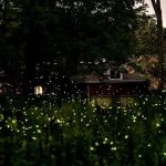 Firefly Preserve