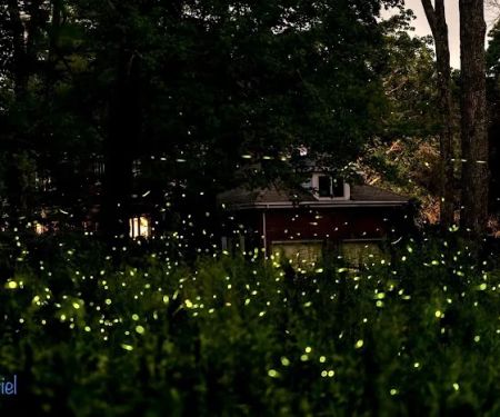 Firefly Preserve