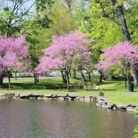Tilley Pond Park ico