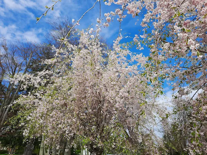 Cherry Lawn Park Picture 5
