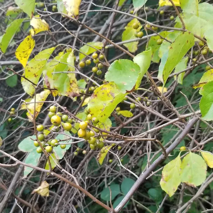 Ward Pound Ridge Reservation Picture 4