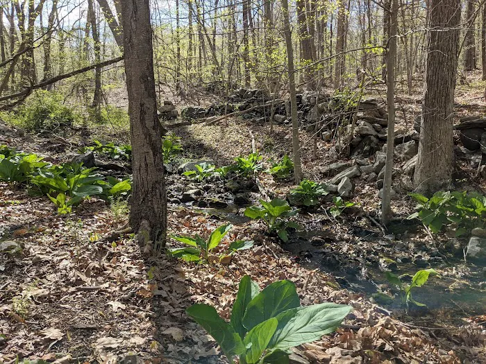 Marian Yarrow Preserve Picture 6