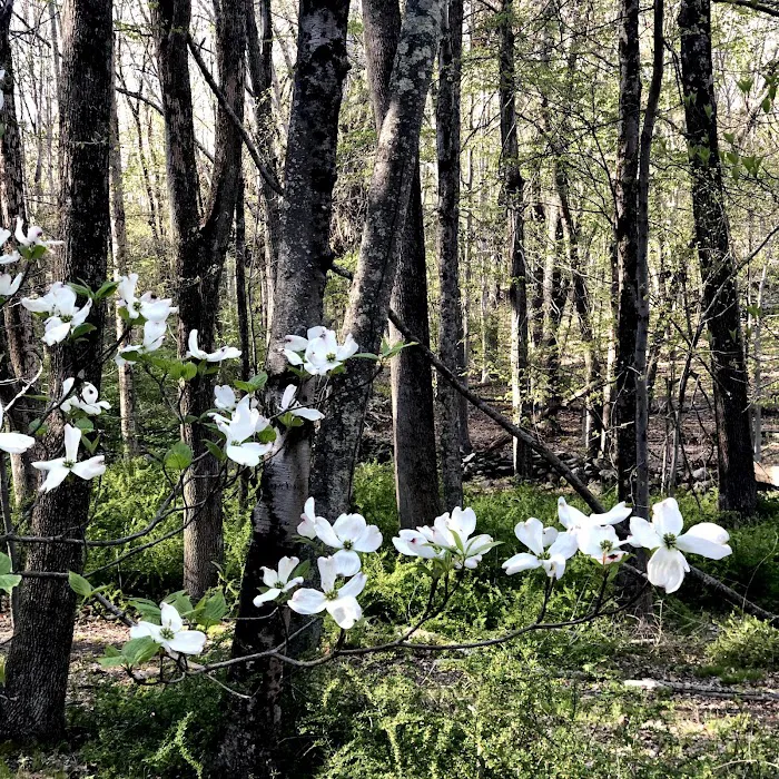 Mount Holly Nature Preserve Picture 6