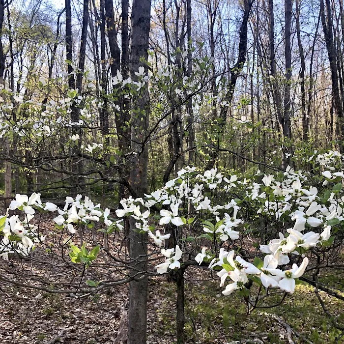 Mount Holly Nature Preserve Picture 5