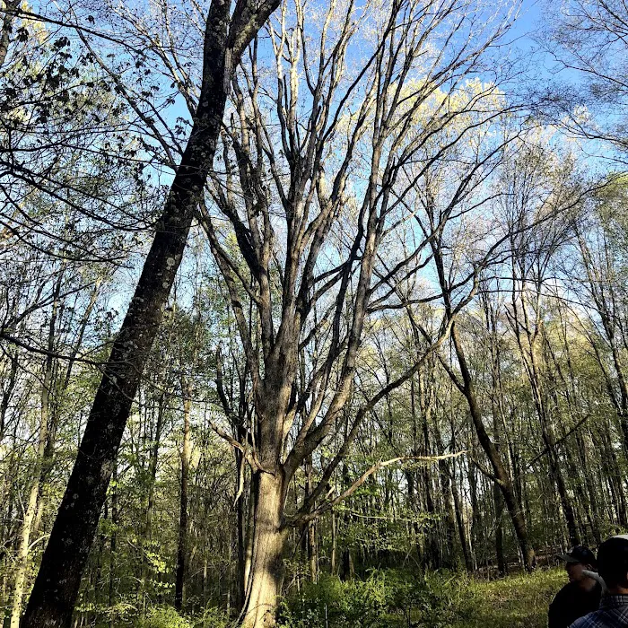 Mount Holly Nature Preserve Picture 9