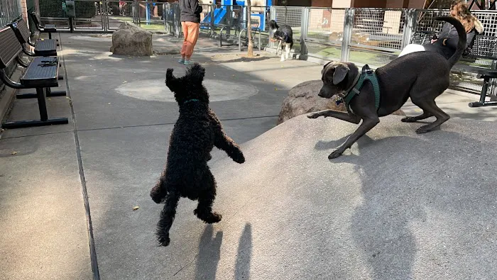 Silver Towers Dog park Picture 5