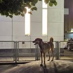 Silver Towers Dog park