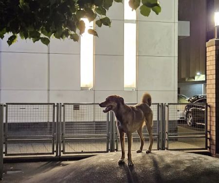 Silver Towers Dog park