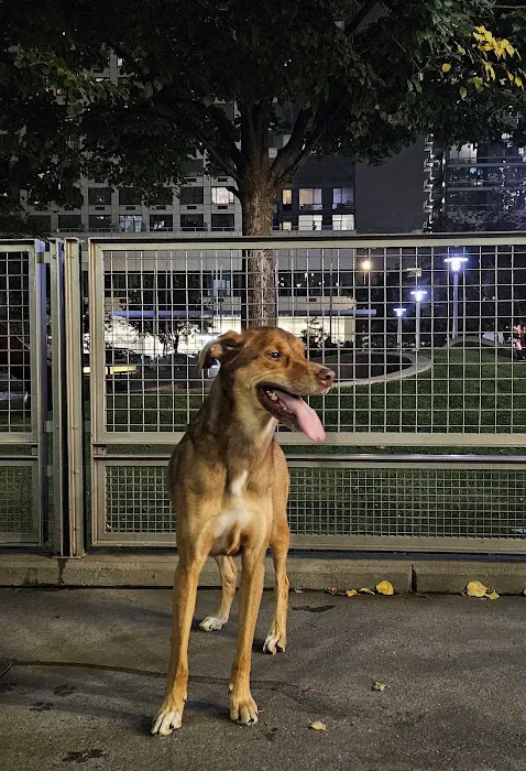 Silver Towers Dog park Picture 4