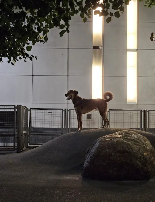 Silver Towers Dog park Picture 3
