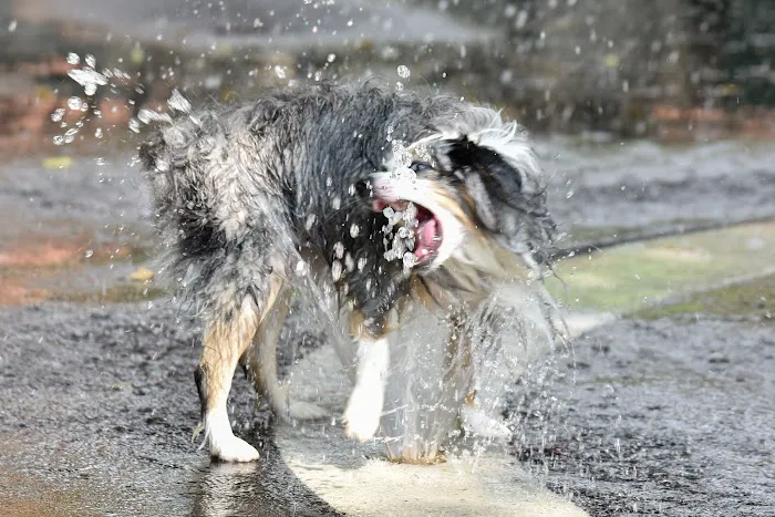 Bellevue South Park Dog Run Picture 3