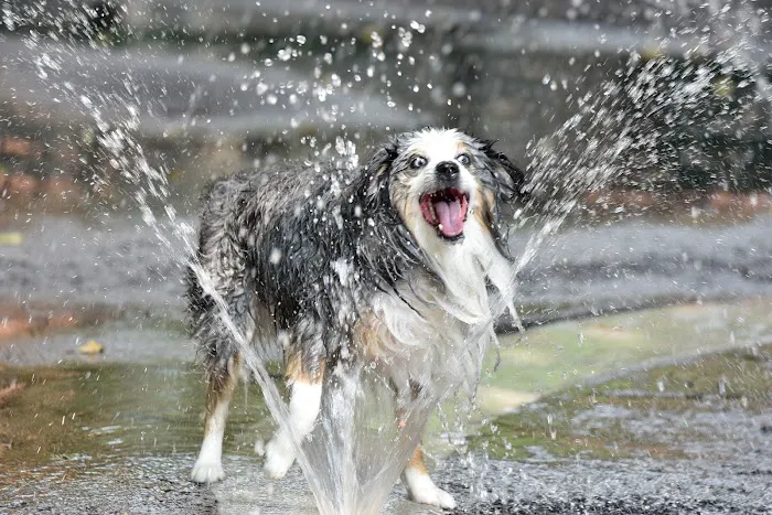 Bellevue South Park Dog Run Picture 6