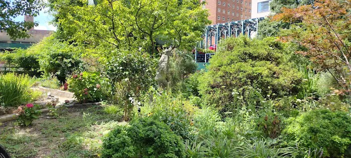Bellevue Sobriety Garden Picture 4