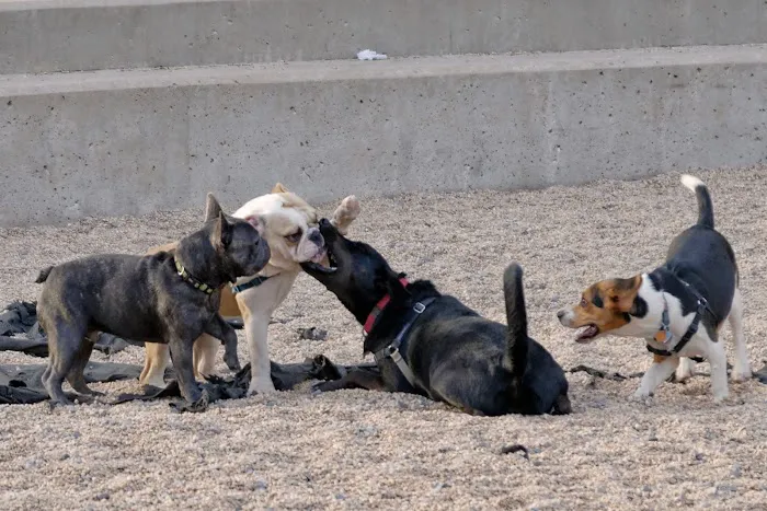Pier 6 Dog Run Picture 1
