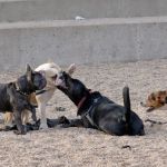Pier 6 Dog Run