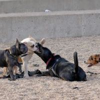 Pier 6 Dog Run ico