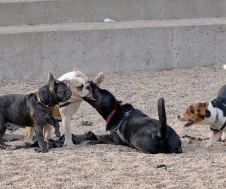 Pier 6 Dog Run