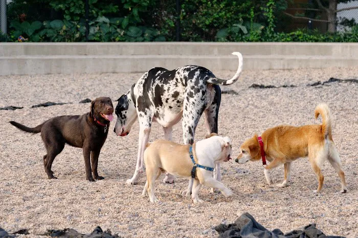 Pier 6 Dog Run Picture 4