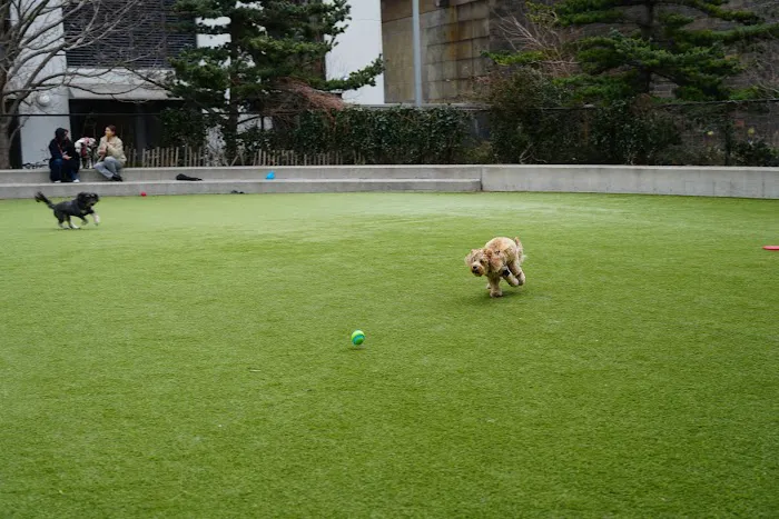 Pier 6 Dog Run Picture 6