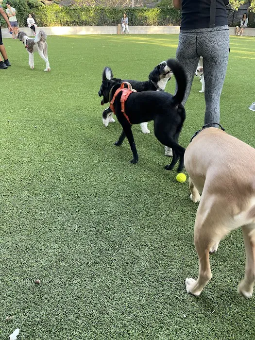 Pier 6 Dog Run Picture 10