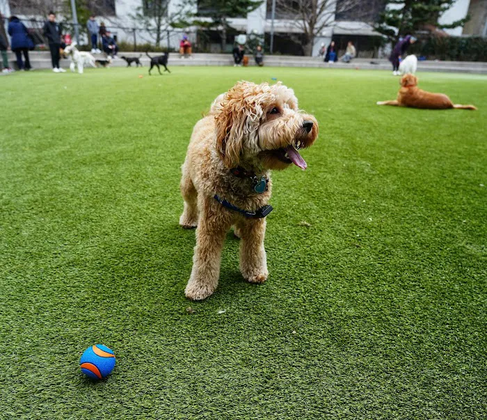 Pier 6 Dog Run Picture 8