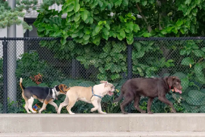 Pier 6 Dog Run Picture 3