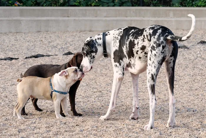 Pier 6 Dog Run Picture 2