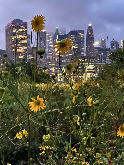 Pier 6 Flower Field Picture 1