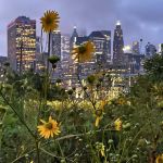 Pier 6 Flower Field
