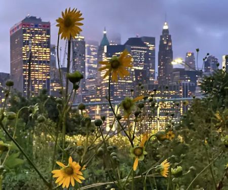 Pier 6 Flower Field