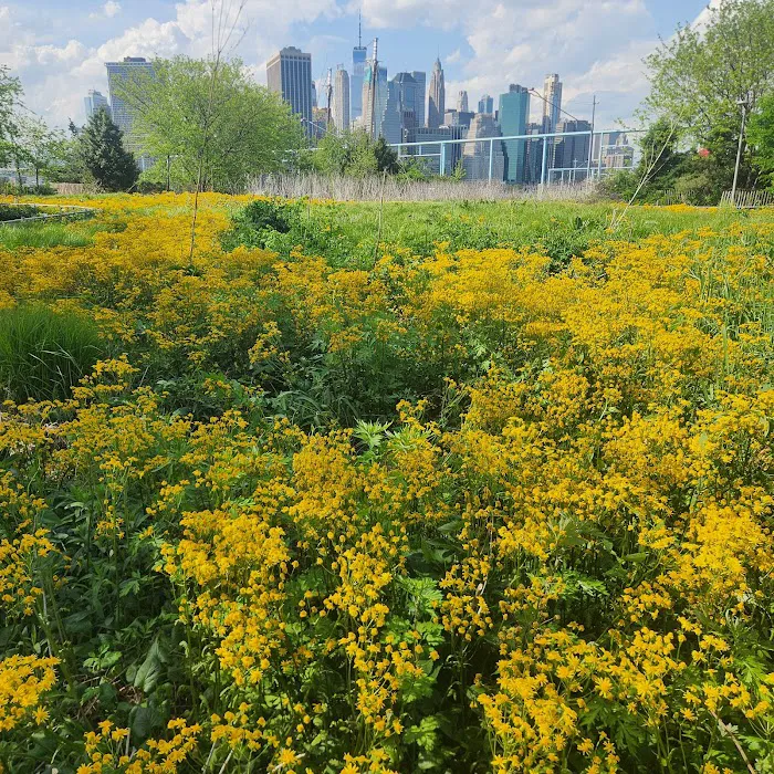 Pier 6 Flower Field Picture 2