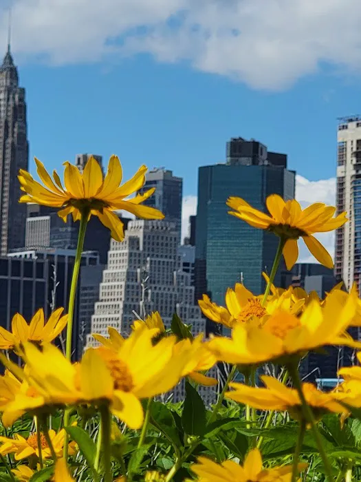 Brooklyn Bridge Park Pier 6 Liberty Lawn Picture 6